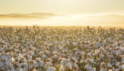 Adobe Stock 612476578